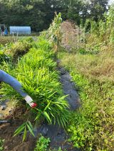 팜모닝 기타작물·영농일지 게시글 이미지