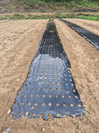 김기탁님의 마늘 · 영농일지 작성글 사진