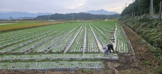 구춘봉님의 마늘 · 영농일지 작성글 사진