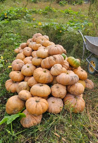 박종민님의 호박 · 영농일지 작성글 사진