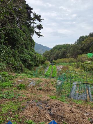 조희빈님의 마늘 · 영농일지 작성글 사진