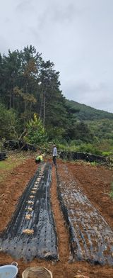 팜모닝 마늘·영농일지 게시글 이미지