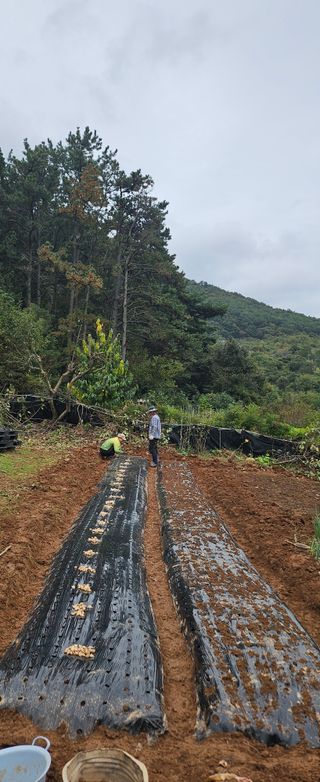 김윤오님의 마늘 · 영농일지 작성글 사진