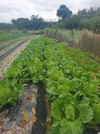 양파12861님의 배추 · 영농일지 작성글 사진