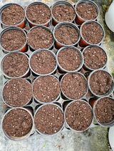 팜모닝 기타작물·영농일지 게시글 이미지