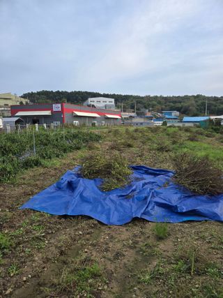 뚜벅이님의 기타작물 · 영농일지 작성글 사진