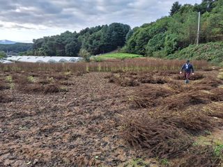 들깨 자색마 고추님의 들깨 · 영농일지 작성글 사진
