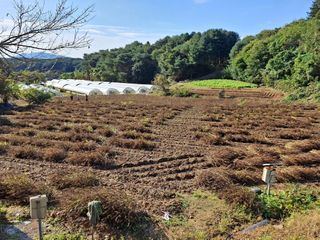 들깨 자색마 고추님의 들깨 · 영농일지 작성글 사진