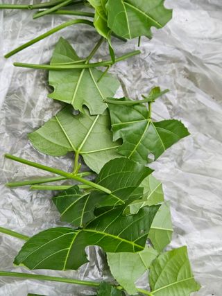 박미라님의 기타작물 · 영농일지 작성글 사진