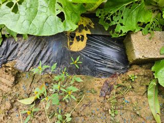 꿀복이농장님의 들깨 · 영농일지 작성글 사진