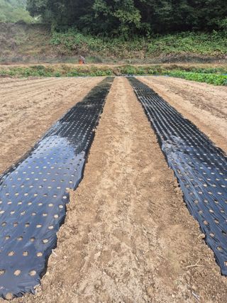 김기탁님의 마늘 · 영농일지 작성글 사진