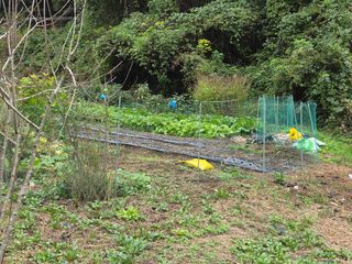 조희빈님의 마늘 · 영농일지 작성글 사진