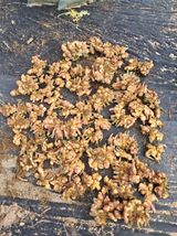 팜모닝 기타작물·영농일지 게시글 이미지