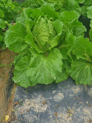 양파12861님의 배추 · 영농일지 작성글 사진