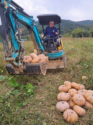 박종민님의 호박 · 영농일지 작성글 사진
