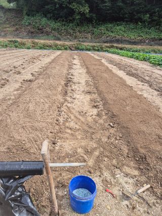 김기탁님의 마늘 · 영농일지 작성글 사진