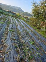 팜모닝 고추·영농일지 게시글 이미지