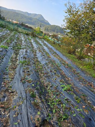 신호진님의 고추 · 영농일지 작성글 사진