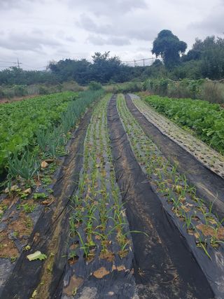 양파12861님의 배추 · 영농일지 작성글 사진