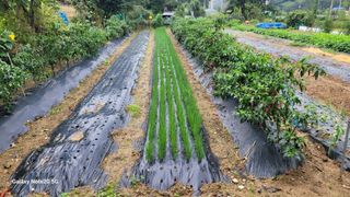 차동근님의 기타작물 · 영농일지 작성글 사진