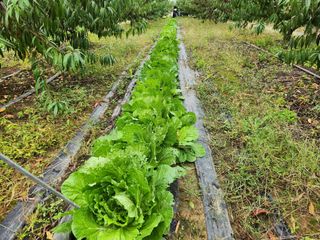 꿀복이농장님의 들깨 · 영농일지 작성글 사진