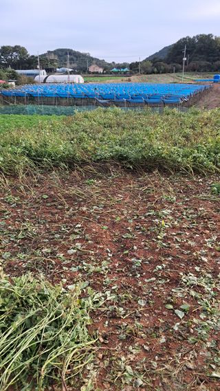 bpjh9173님의 들깨 · 영농일지 작성글 사진