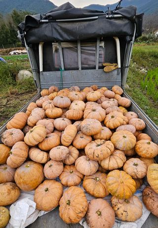 박종민님의 호박 · 영농일지 작성글 사진
