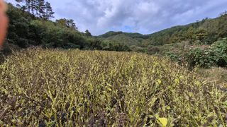 사과7818님의 들깨 · 영농일지 작성글 사진