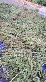 팜모닝 들깨·영농일지 게시글 이미지