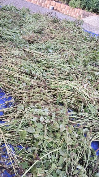 bpjh9173님의 들깨 · 영농일지 작성글 사진