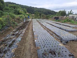 검은눈동자님의 기타작물 · 영농일지 작성글 사진