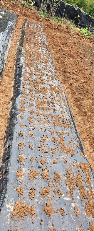 김윤오님의 마늘 · 영농일지 작성글 사진