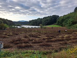 들깨 자색마 고추님의 들깨 · 영농일지 작성글 사진