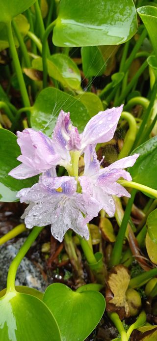 남궁봉님의 고추 · 영농일지 작성글 사진