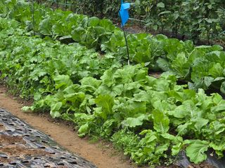 조희빈님의 마늘 · 영농일지 작성글 사진