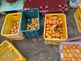 헤이쥬회원님의 감 · 영농일지 작성글 사진