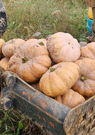 박종민님의 호박 · 영농일지 작성글 사진