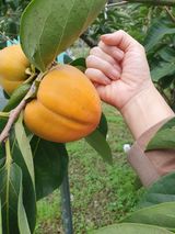 팜모닝 감·영농일지 게시글 이미지