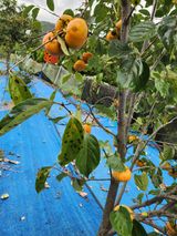 팜모닝 기타작물·영농일지 게시글 이미지