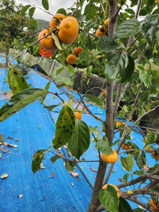 김영옥님의 기타작물 · 영농일지 작성글 사진