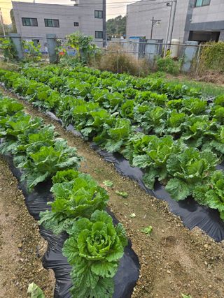 뚜벅이님의 기타작물 · 영농일지 작성글 사진