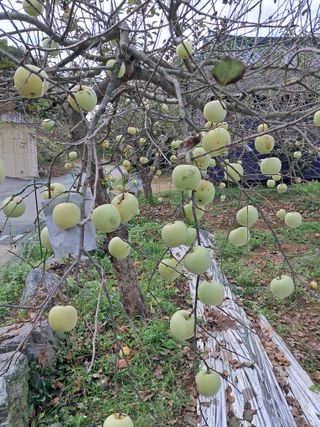 구강회님의 사과 · 영농일지 작성글 사진