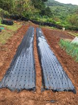 팜모닝 마늘·영농일지 게시글 이미지