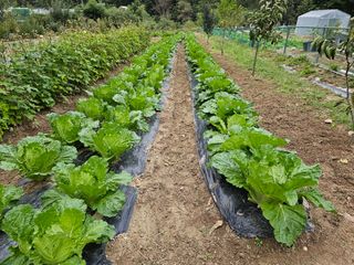 연모 자연의행복님의 배추 · 영농일지 작성글 사진