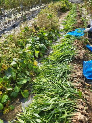 전선경님의 기타작물 · 영농일지 작성글 사진