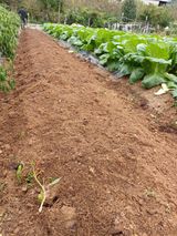 팜모닝 양파·영농일지 게시글 이미지