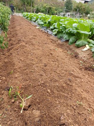 신 난다님의 양파 · 영농일지 작성글 사진