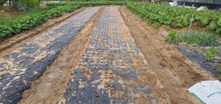 박상중님의 마늘 · 영농일지 작성글 사진