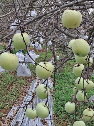 구강회님의 사과 · 영농일지 작성글 사진