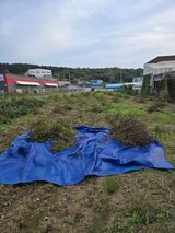 팜모닝 기타작물·영농일지 게시글 이미지